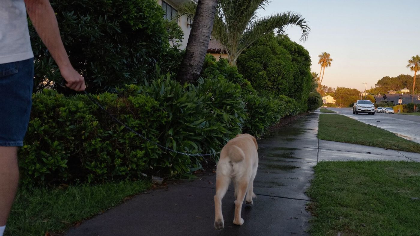 Short leash on wet pavement after rain - the safe line is the sidewalk, not the grass edge (illustration)