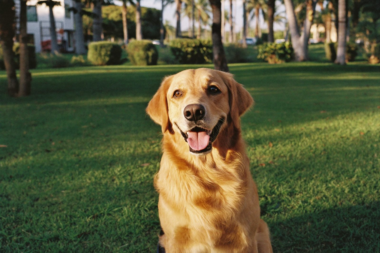 A happy golden retriever sitting on a lawn in a Boca Raton park